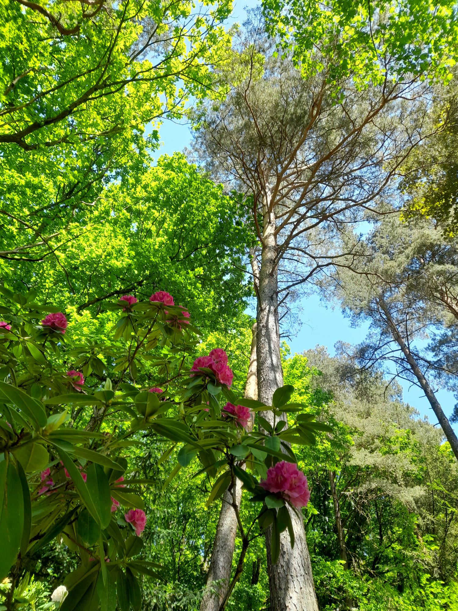 Nachlese: Fhrung fr Mitglieder und Freunde durch das Arboretum -  Freundeskreis Lichtentaler Allee e.V. - Initiative Weltkulturerbe