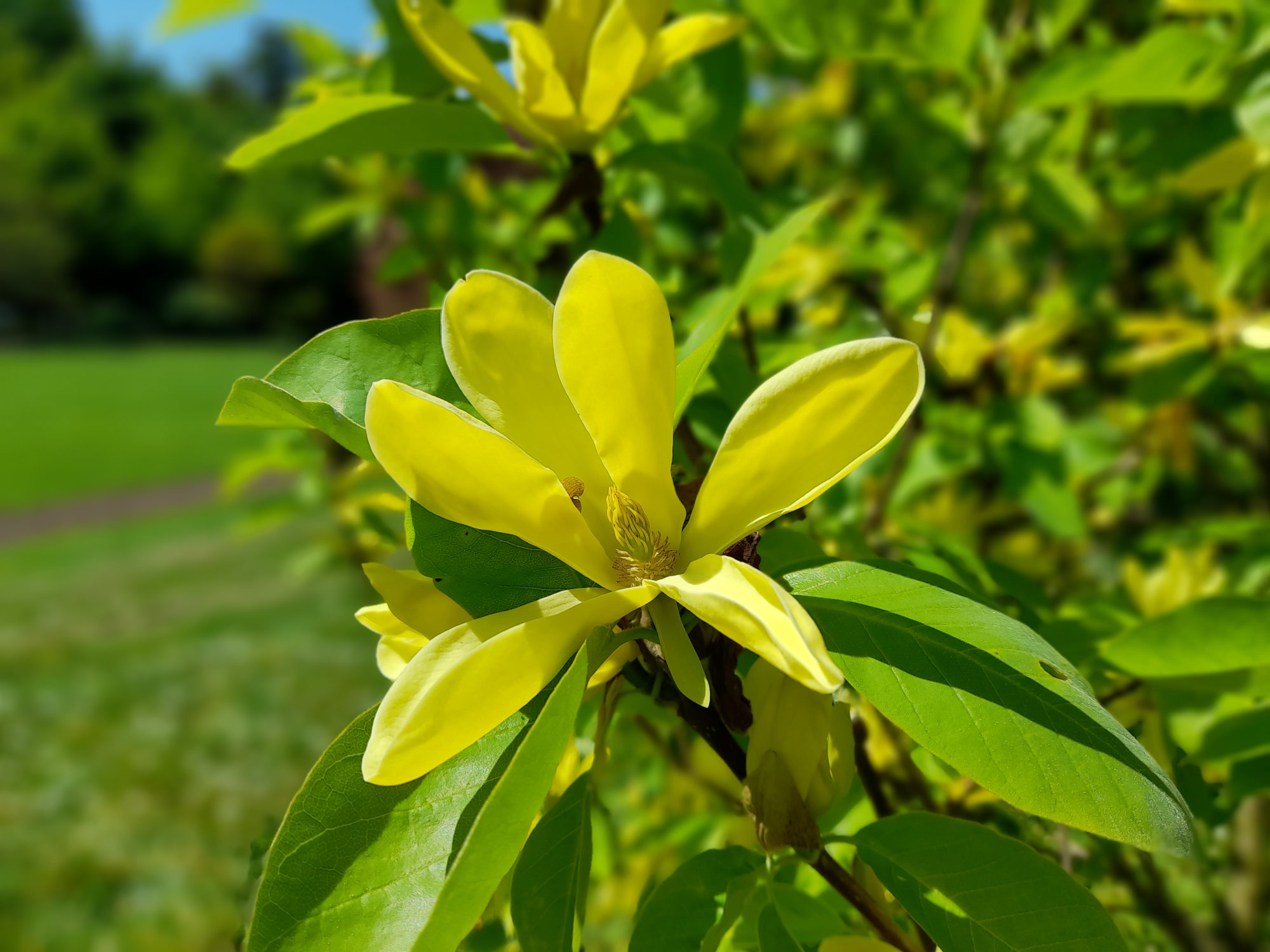 Botanische Führungen des Fachgebiets Park und Garten 2025
