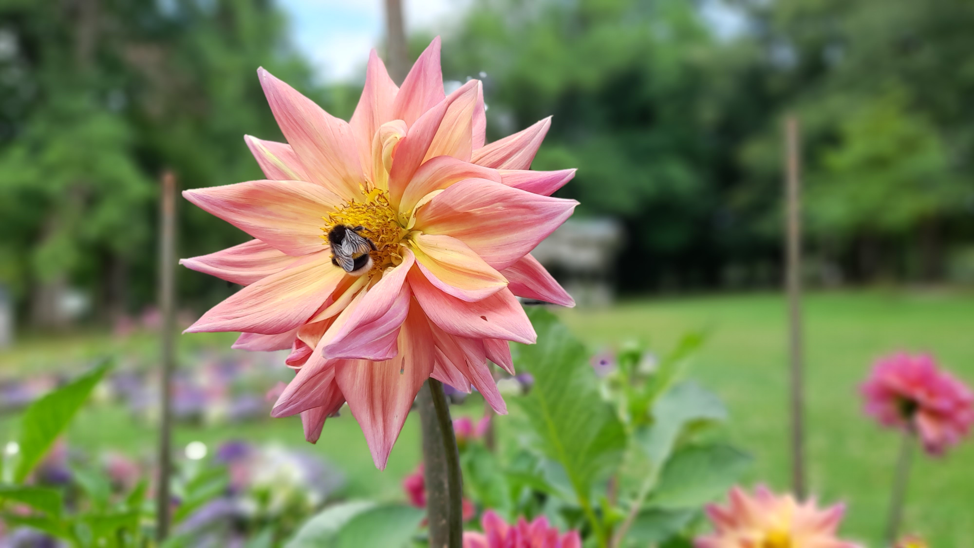 Dahliengarten in der Lichtentaler Allee